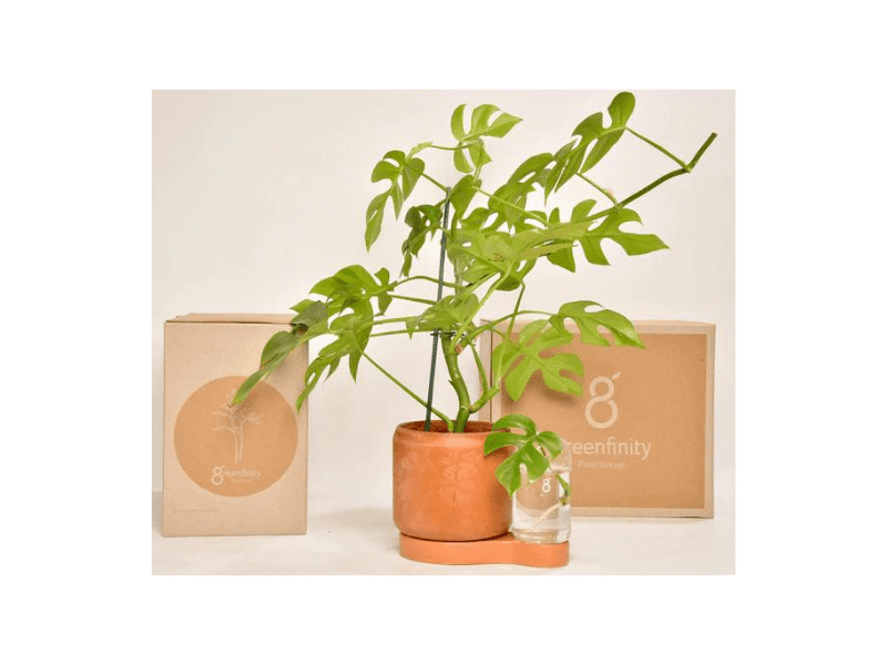 CH21318-Pot d'arrosage en verre pour plantes et fleurs
