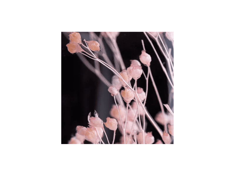 L'Herbarium de Théophile – Broom bloom rose – plante immergée