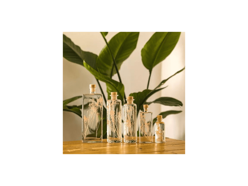 L'Herbarium de Théophile – Fougère Luthi verte – plante immergée – DEKO de  l'eau