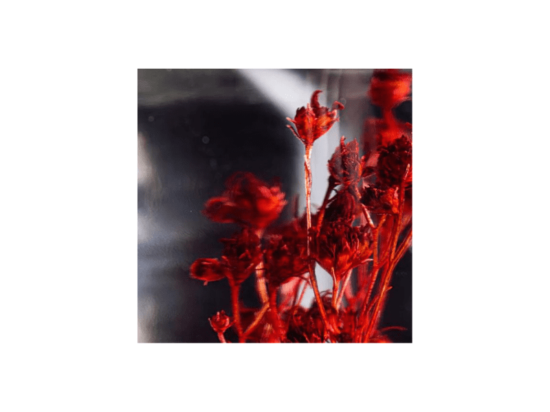 L'Herbarium de Théophile – Broom bloom rouge – plante immergée – DEKO de  l'eau