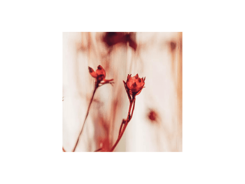 Plante immergée Broom bloom rouge HERBARIUM DE THEOPHILE