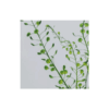 L'Herbarium de Théophile - Lepidium vert - plante immergée