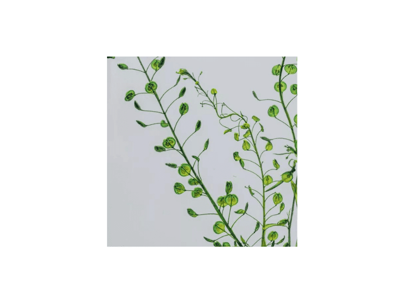L'Herbarium de Théophile - Lepidium vert - plante immergée