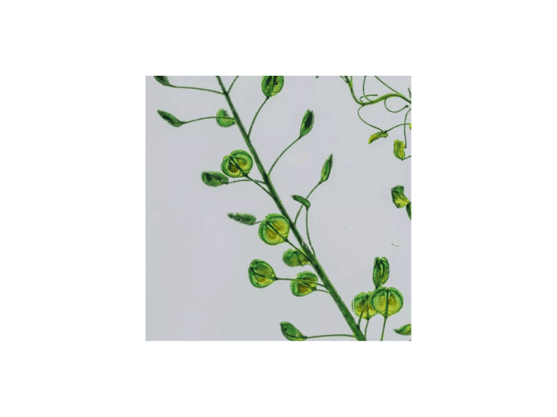 Plante immergée Asparagus plumosus HERBARIUM DE THEOPHILE