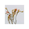 L'Herbarium de Théophile - Limonium rose - plante immergée