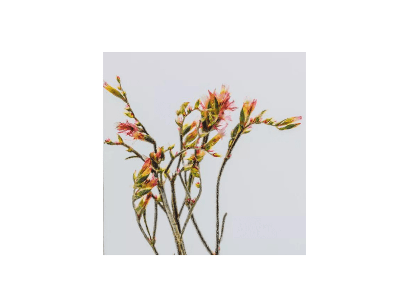 L'Herbarium de Théophile – Fougère Felci rouge boisé – Plante immergée