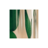 L'Herbarium de Théophile - Ruscus vert - plante immergée
