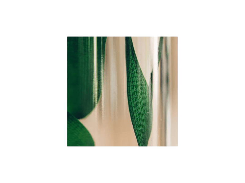 L'Herbarium de Théophile – Ruscus vert – plante immergée – DEKO de l'eau